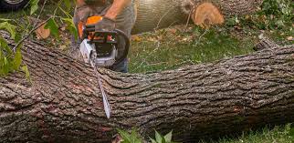 Trusted Dover, OH Tree Services Experts