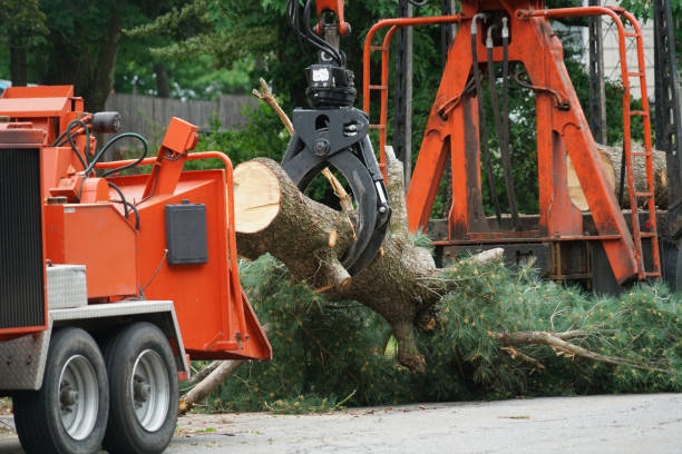 Best Palm Tree Trimming  in Dover, OH